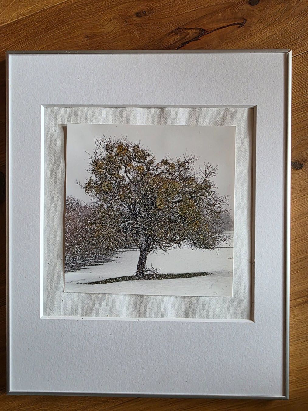Foto & Immagini: Fotographie Bild wunderbarer Baum im Winter – Usato da Walterswil BE venduto da Lonitti