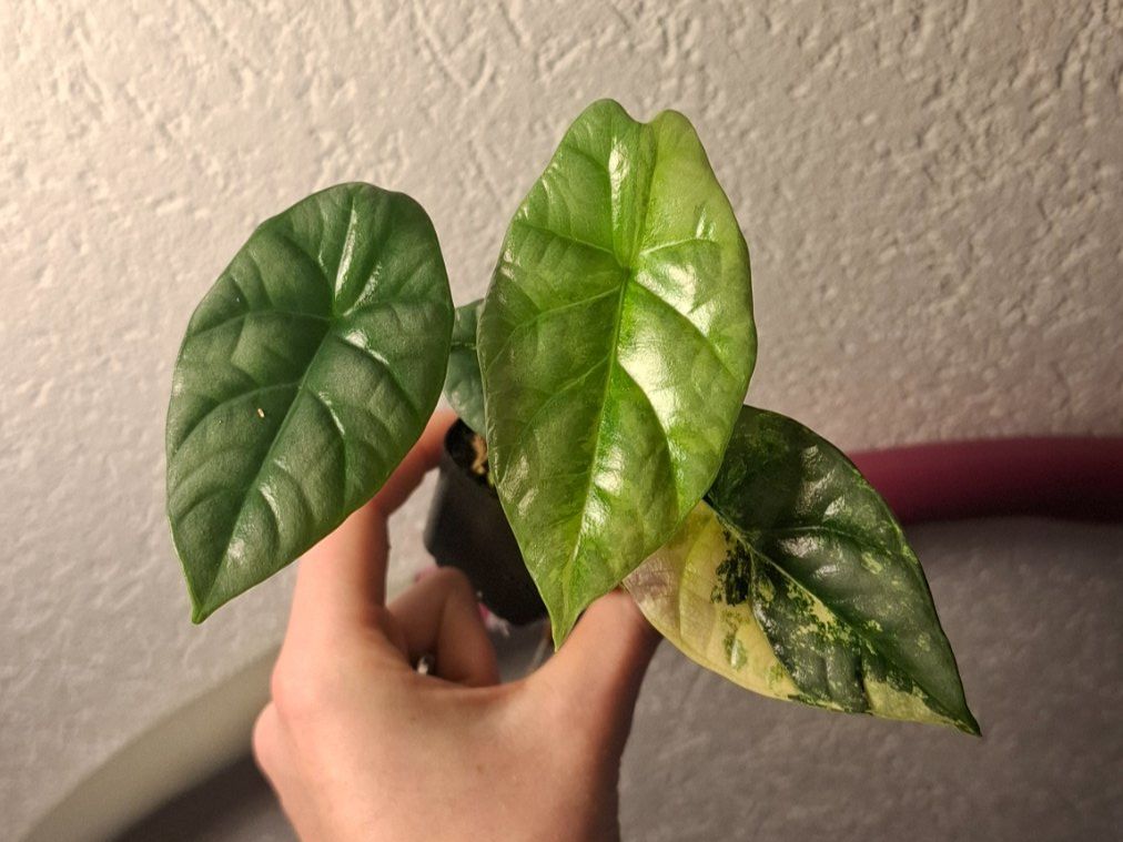 Piante & sementi: Alocasia Sinuata variegata – Usato da Hausen AG venduto da Pflaenzlioase 1
