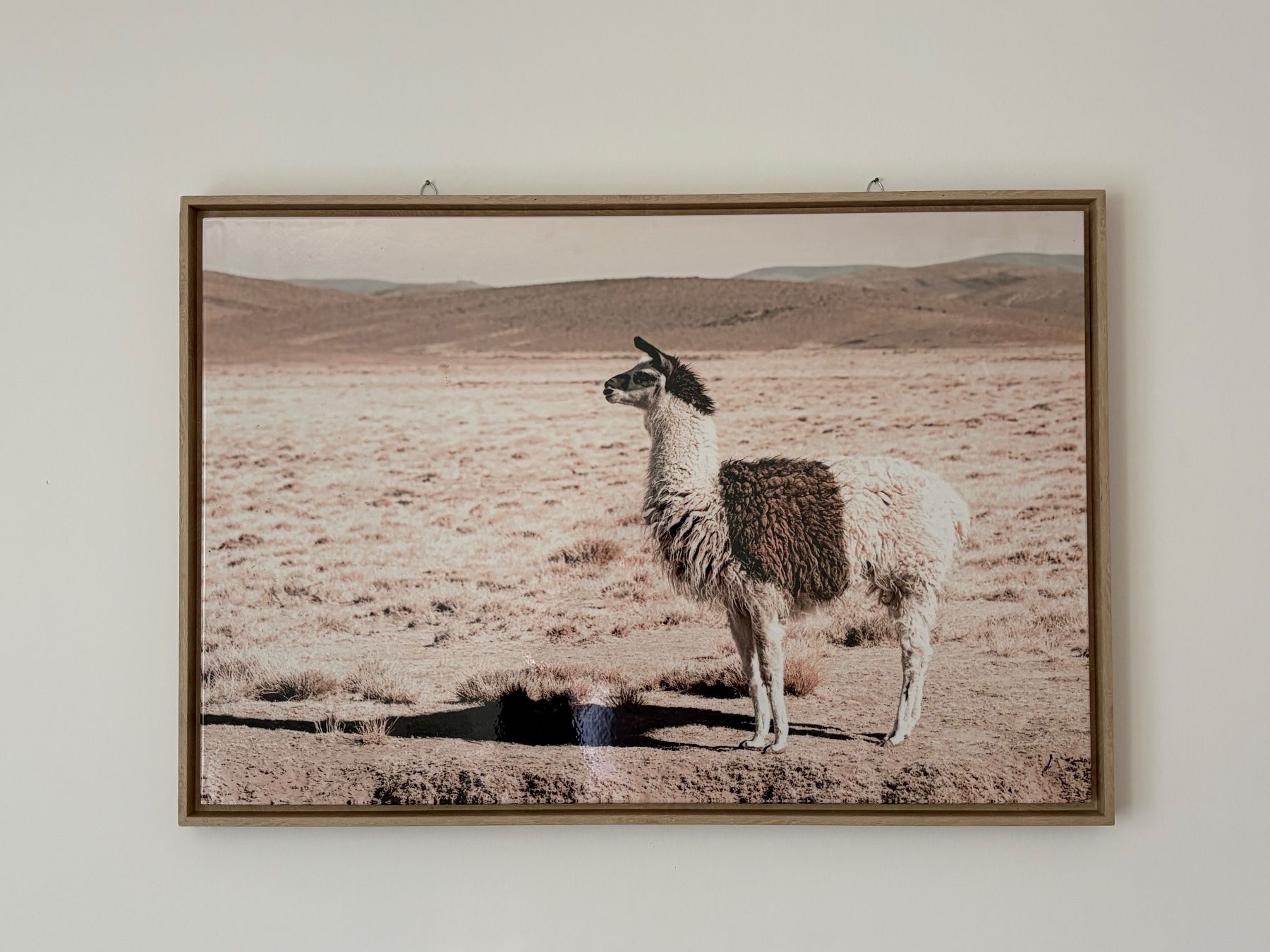 Foto & Immagini: Bild Lama in Wüste, gerahmt, 65x95cm – Nuovo (secondo la descrizione) da Kloten venduto da muoale