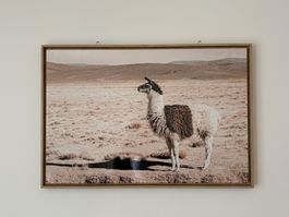 Bild Lama in Wüste, gerahmt, 65x95cm