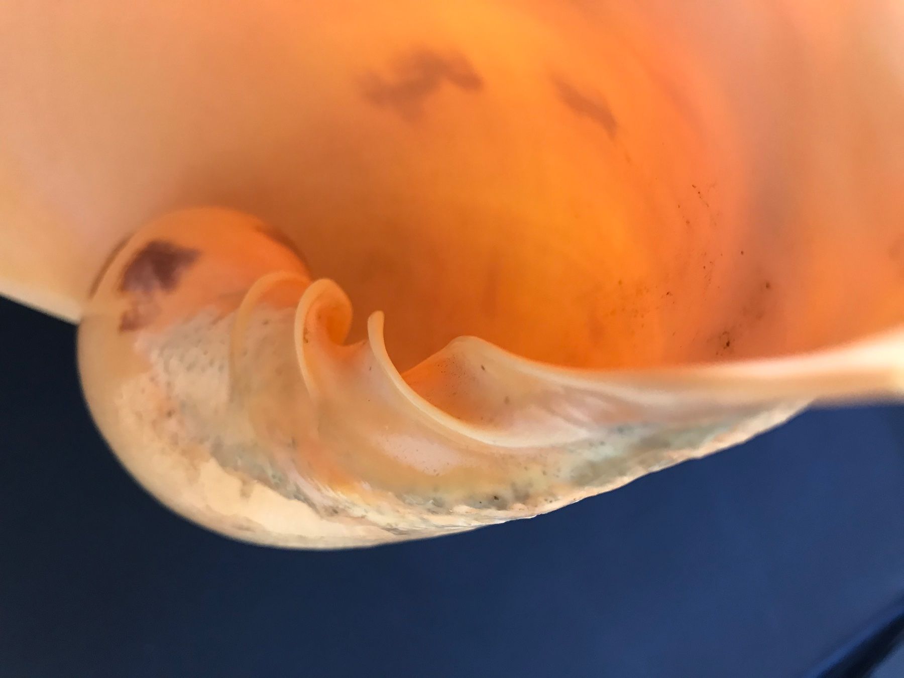 Fossili: Grosse Muschel – Usato da Hauptwil venduto da EfairB 5