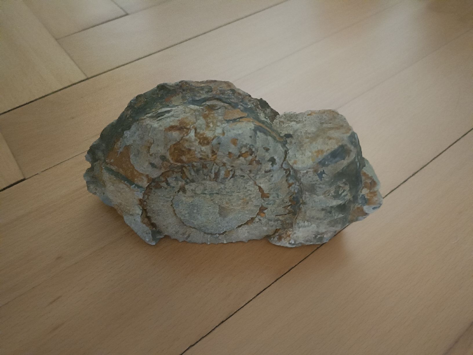 Fossilien: Fossiler Goniatit / Manticoceras sp. – Oberdevon – Gebraucht aus Baden von LadyBaba 1