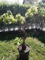 Weinstock Trauben  Pflanzen Blumen