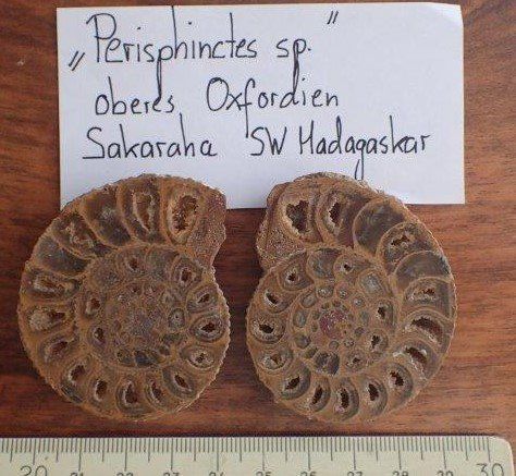 Fossili: Ammonit gesägt und poliert Madagaskar – Usato da Rickenbach BL venduto da Oktober68 8