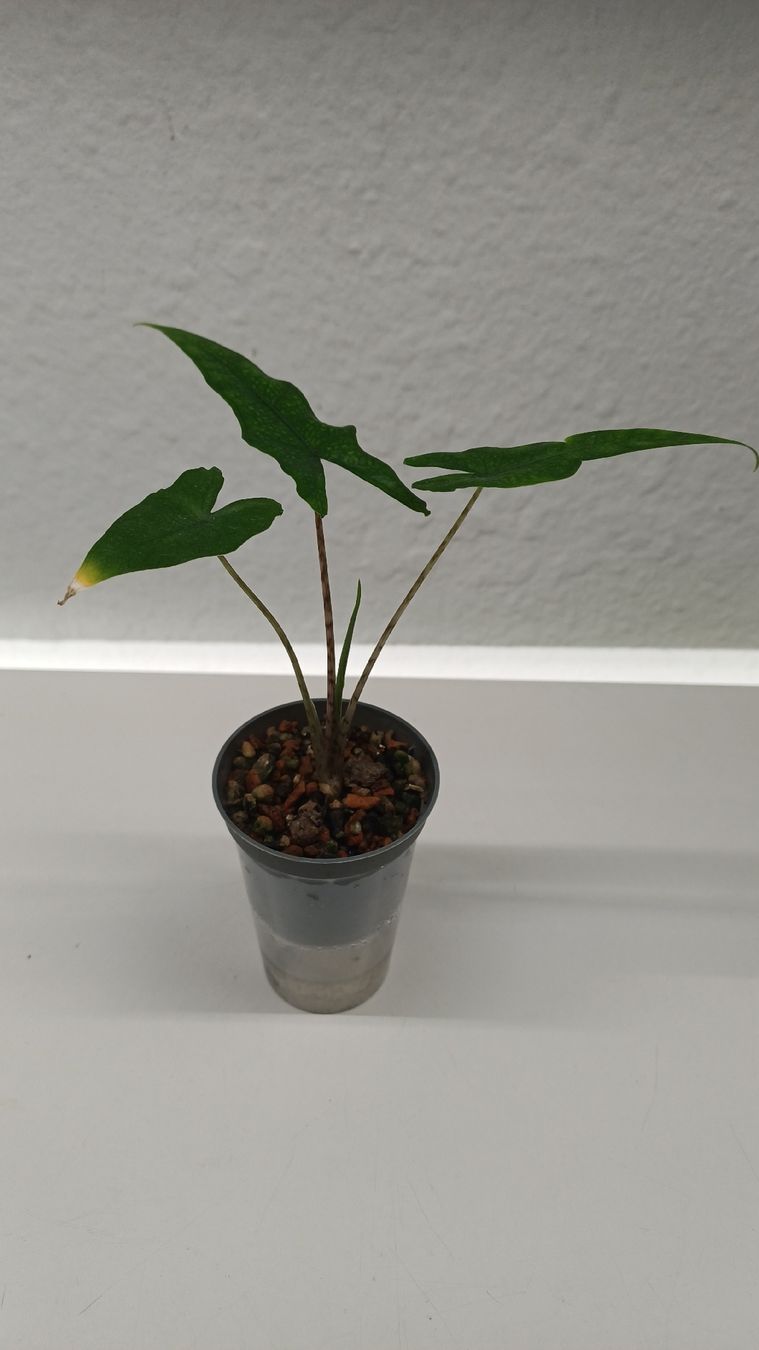 Piante & sementi: Alocasia trio – Usato da Bern venduto da uwi_8t7x 1