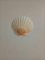Dekorative Muscheln, Basteln, Sammeln, Deko, Sommer!