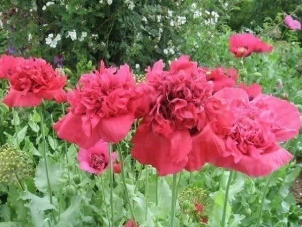 Piante & sementi: Papaver S. Paeoniflorum 100g – Nuovo (secondo la descrizione) da Bremblens venduto da FIBONACCI369