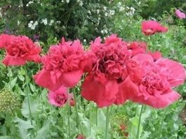 Papaver S. Paeoniflorum 100g