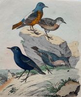 Lithographie um 1850 - Ornithologie, Vögel