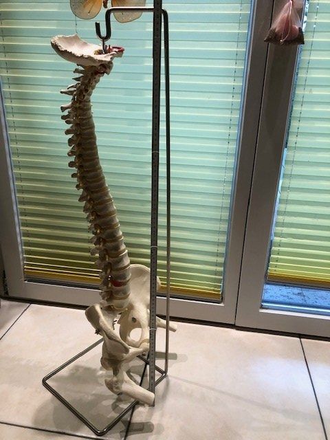 Attrezzature mediche: Flexible Wirbelsäule mit Stativ – Usato da Rieden AG venduto da willy52