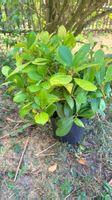 Pflanze Skimmia japonica Veitchii (rot)