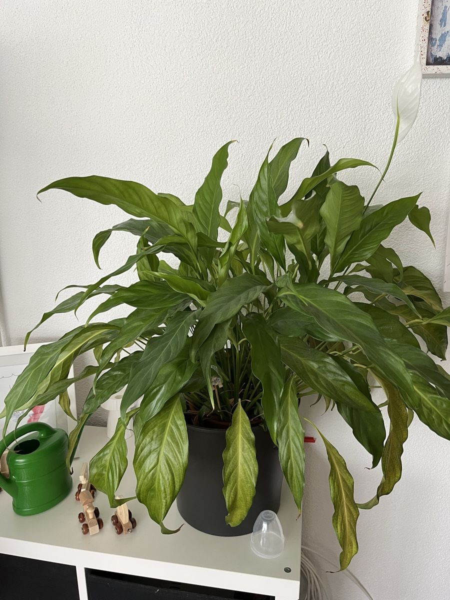 spathiphyllum wallisii variegata Spathiphyllum wallisii variegata main image 1