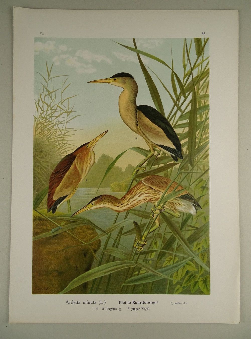 Incisioni: KL. ROHRDOMMEL, CHROMOLITHOGRAPHIE 1900 – Usato da Grüningen venduto da Kartensammler 1