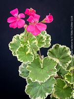 Pelargonium × Hortorum Madame Salleron - geht noch schöner?