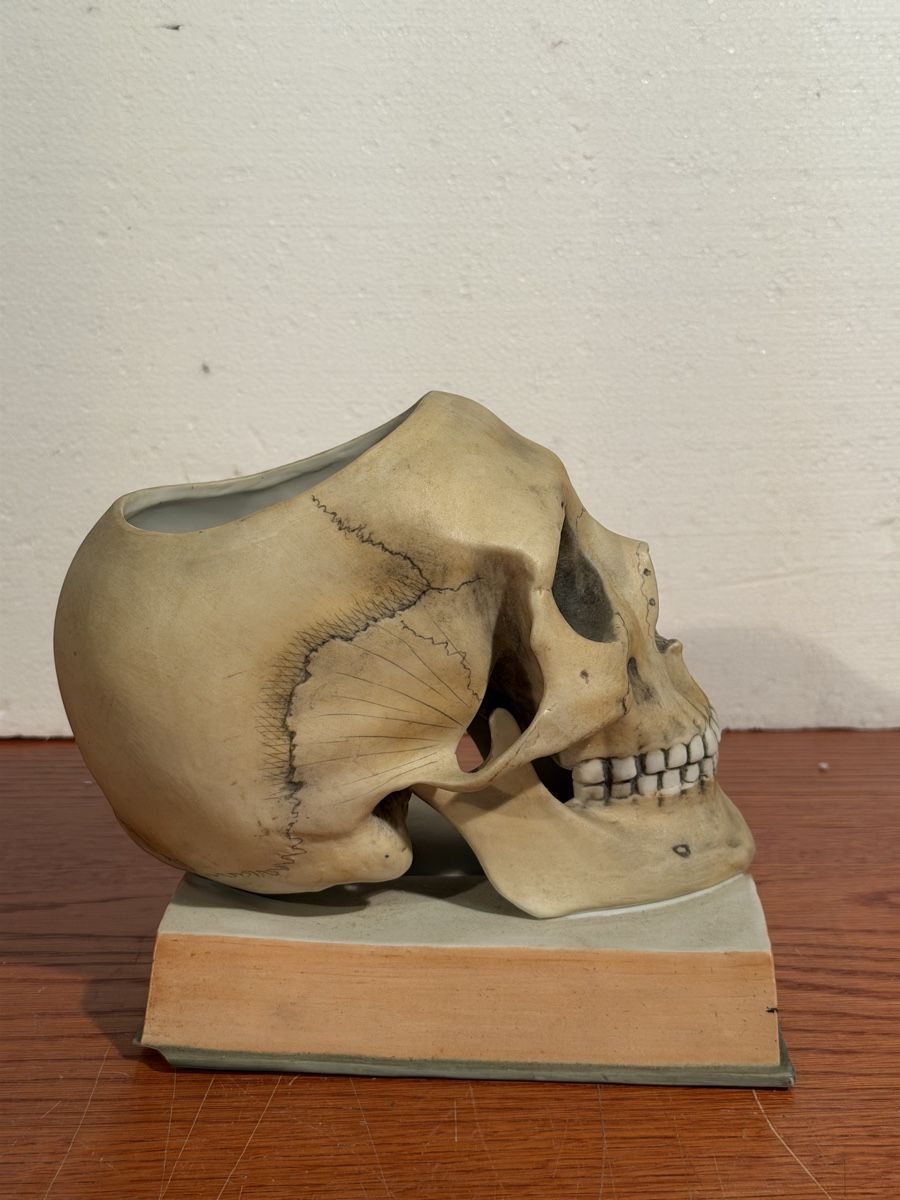 Tutte le decorazioni: Skull Decor ceramic Bookends Realistic Human Skull Model – Usato da Lausanne venduto da vas_mbk2 1