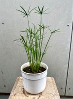 PAPYRUS STECKLING