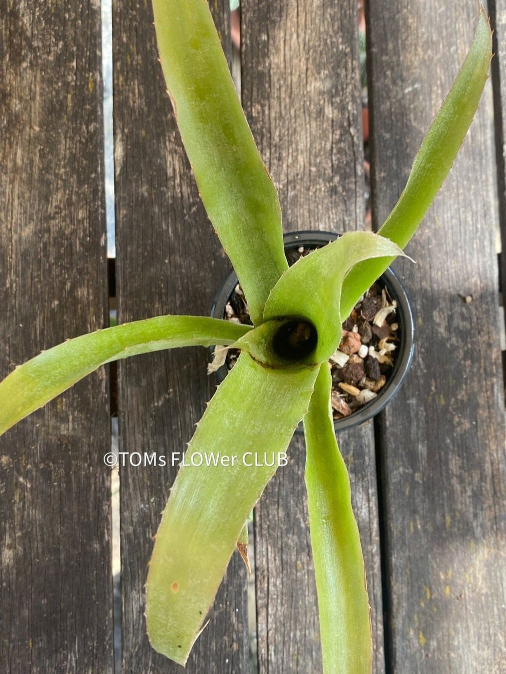 Piante & sementi: Bromelia / Bilbergia Decora - super robuste Pflanze – Nuovo e nell'imballaggio originale da Adliswil venduto da astom369 6