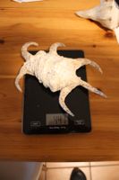 Muschel - 440 Gramm