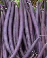 20 Samen lila Bohnen "PURPLE QUEEN" Hoher Ert
