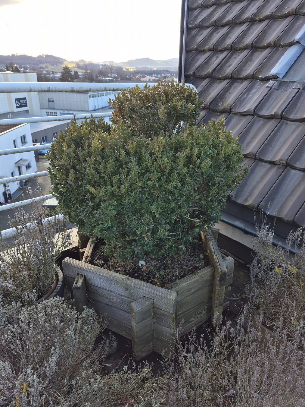 Piante & sementi: 9) WINTERHART - Buchsbaum für Garten, Balkon oder Terrasse – Usato da Thalheim an der Thur venduto da LycaenaDispar