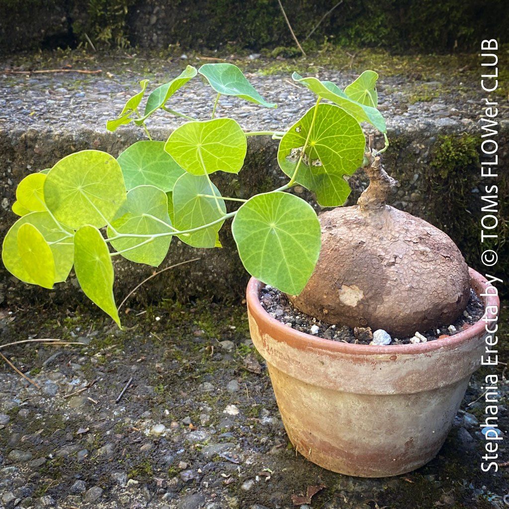 Piante & sementi: Stephania Erecta - einzigartige ⌀11cm Caudex - Pflanze – Nuovo e nell'imballaggio originale da Adliswil venduto da TAKEYOURPLANT