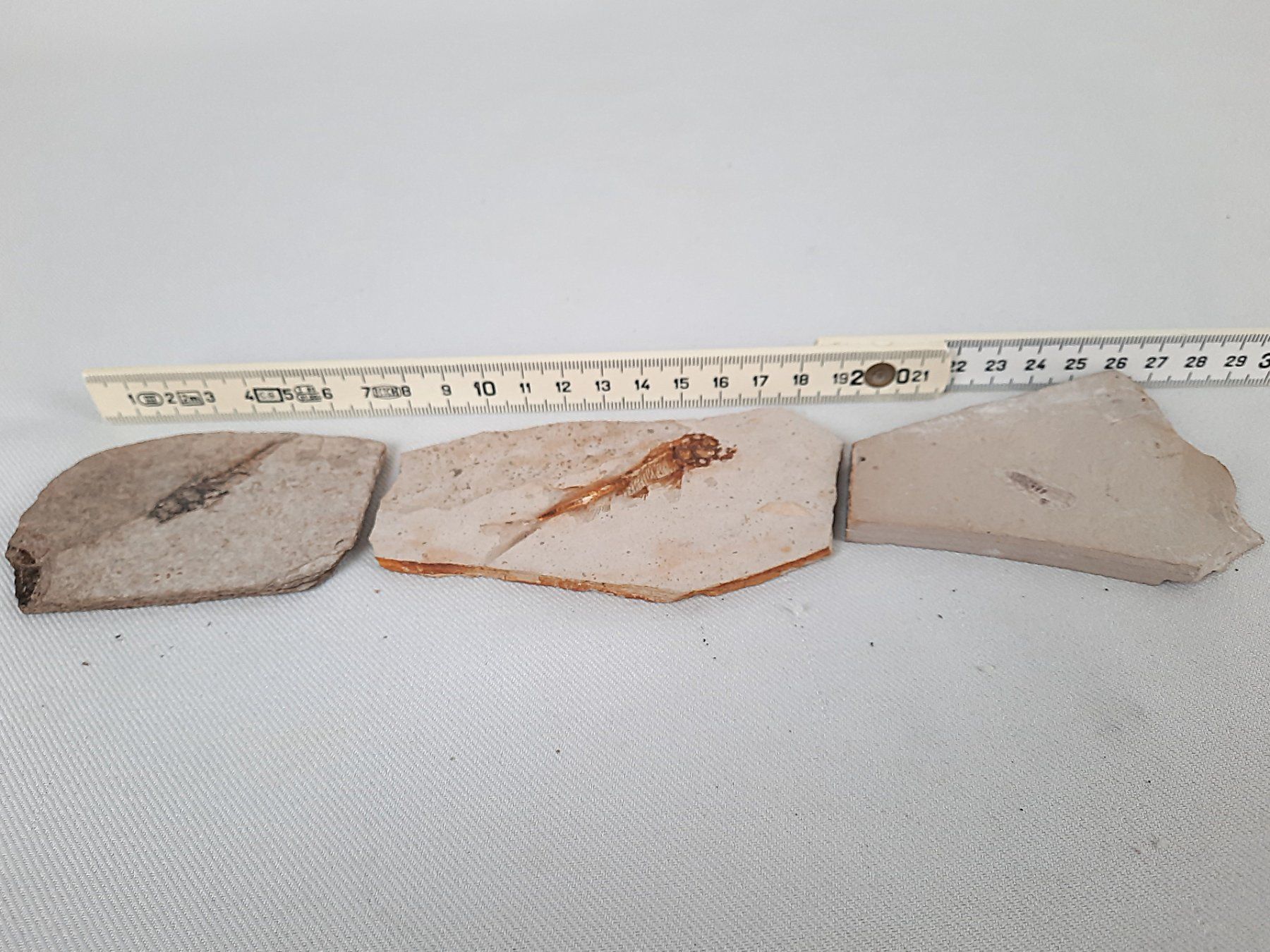 Fossili: 3 Fossilien – Usato da Beinwil am See venduto da Restwert_Beinwil