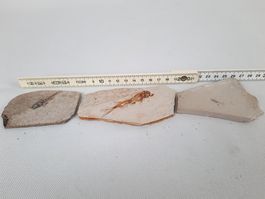 3 Fossilien