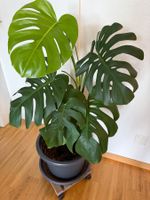 Zimmerpflanze Monstera deliciosa ca. 105 cm hoch