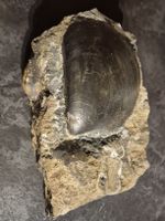 Fossilien Rarität! Muschel Fossil - Top Zustand!
