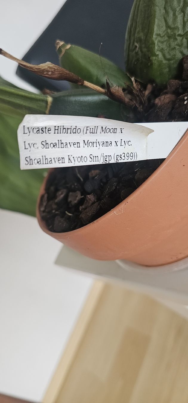 Piante & sementi: Orchidee Lycaste Hybride – Usato da Jona venduto da Smurnaya 3
