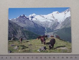Kreuzboden ob Saas Grund, 2025, Kühe