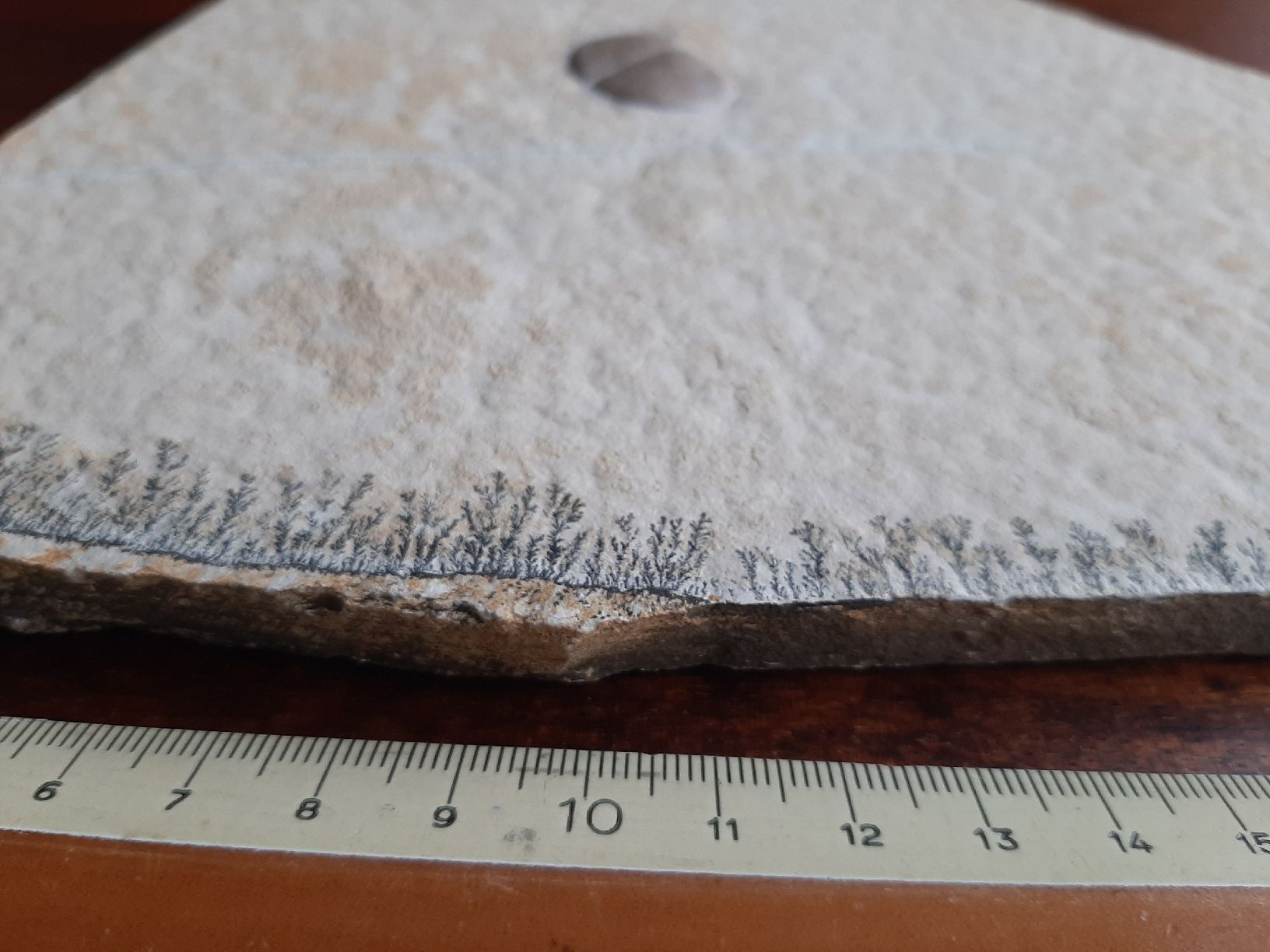 Fossili: Fossiler Ammoniten Kiefer und/oder Verschluss Deckel – Usato da Rickenbach BL venduto da Oktober68 2
