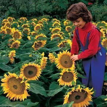 Pflanzen & Samen: 45 Samen SUNSPOT Zwerg Sonnenblume – Neu (gemäss Beschreibung) aus Ehrendingen von VerveinaSamen 5