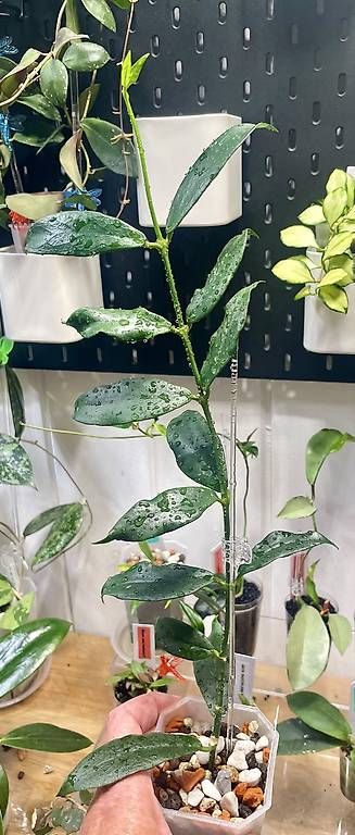 Plantes & graines: Hoya lobbii myanmar – D'occasion à Schönholzerswilen par Leavylounge