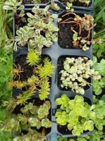 6 stück sedum bodendecker
