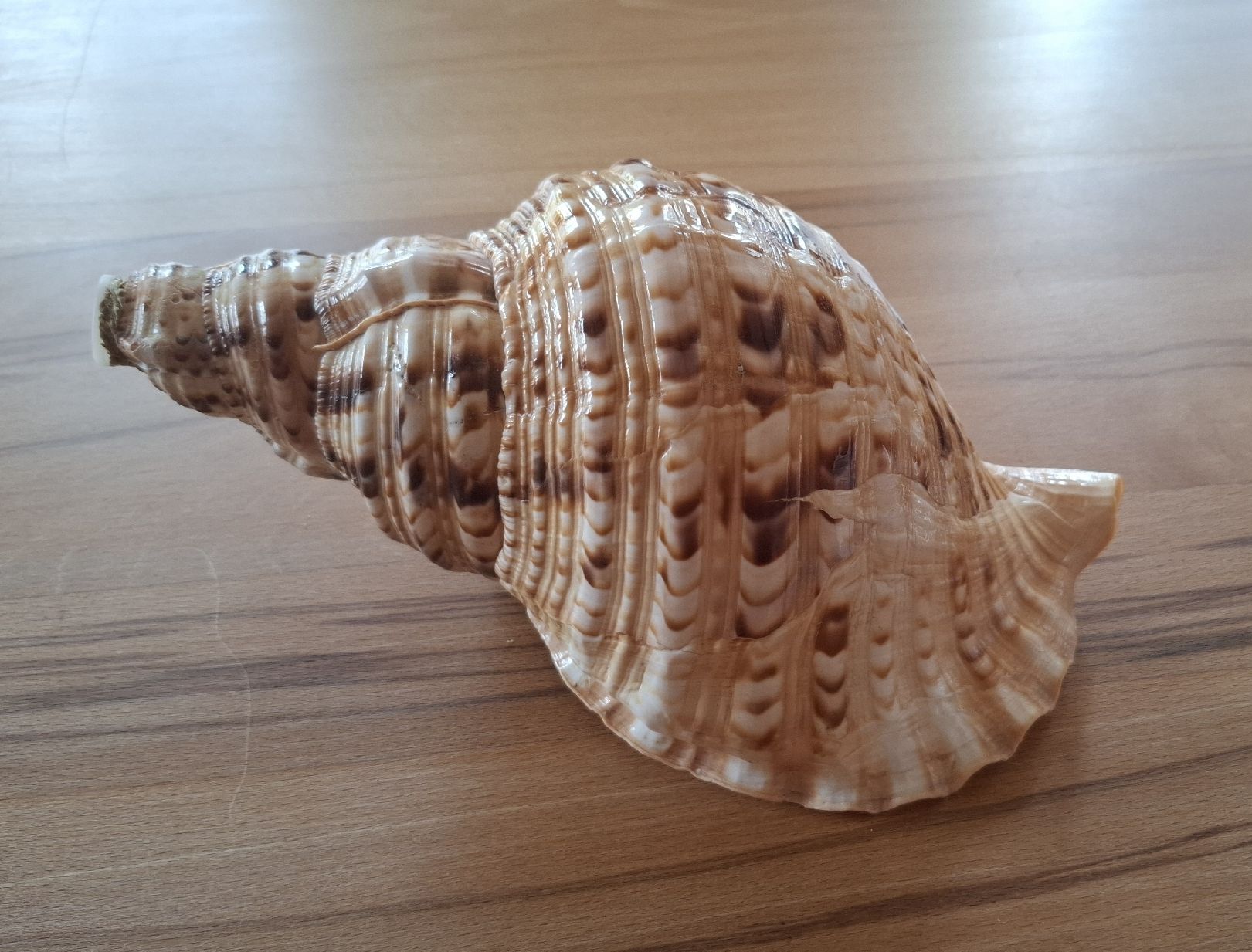 Strumenti musicali: Tritonshorn Blasmuschel – Usato da Marbach SG venduto da Mmyway 1