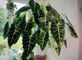 XXL Alocasia Frydek Albo Babyplants