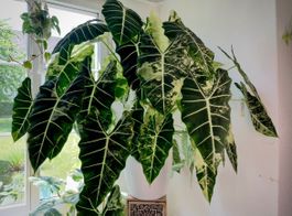 ‼️XXL Alocasia Frydek Albo Babyplants