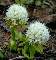 NEU 20 Sämlinge weißer Pestwurz (Petasites Albus) Wildblumen