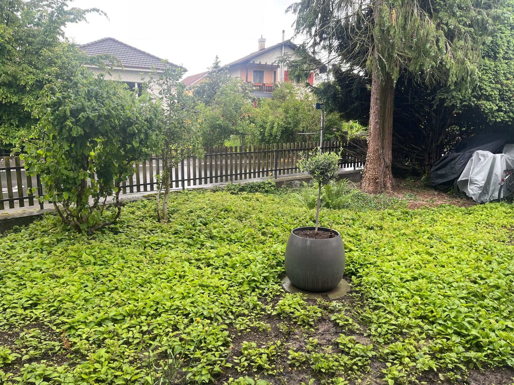 Vasi per fiori: Grosse Olivenbaum  Lieferung Gratis Ganze Schweiz – Usato da Thun venduto da Thuno6 5
