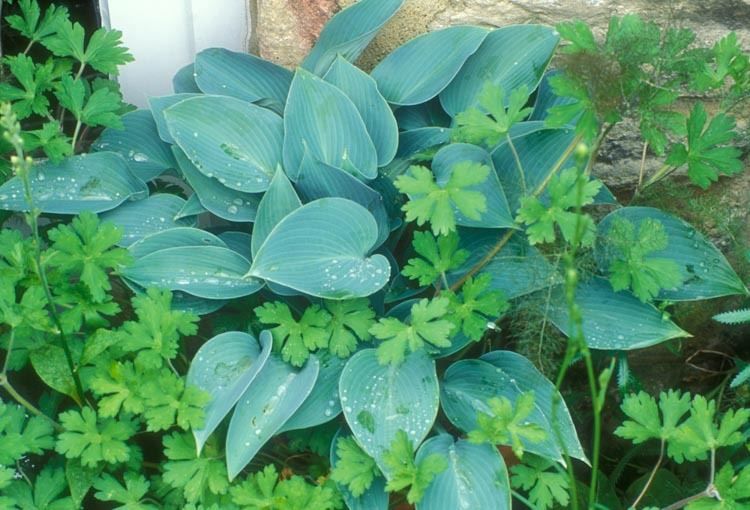 Pflanzen & Samen: Hosta 'Halcyon' 2 PLANTS – Neu (gemäss Beschreibung) aus Bremblens von FIBONACCI369