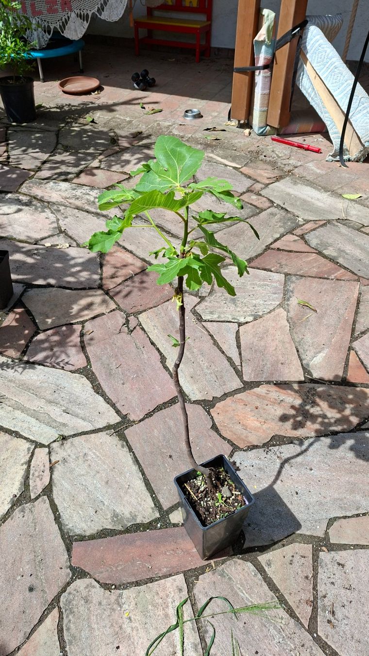 Piante & sementi: Kleiner Feigenbaum – Usato da Alikon venduto da Brunzolini