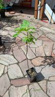 Kleiner Feigenbaum