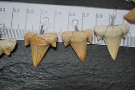 Haifischzahn Fossil  Anhänger Sofortkauf  TOPSTONE