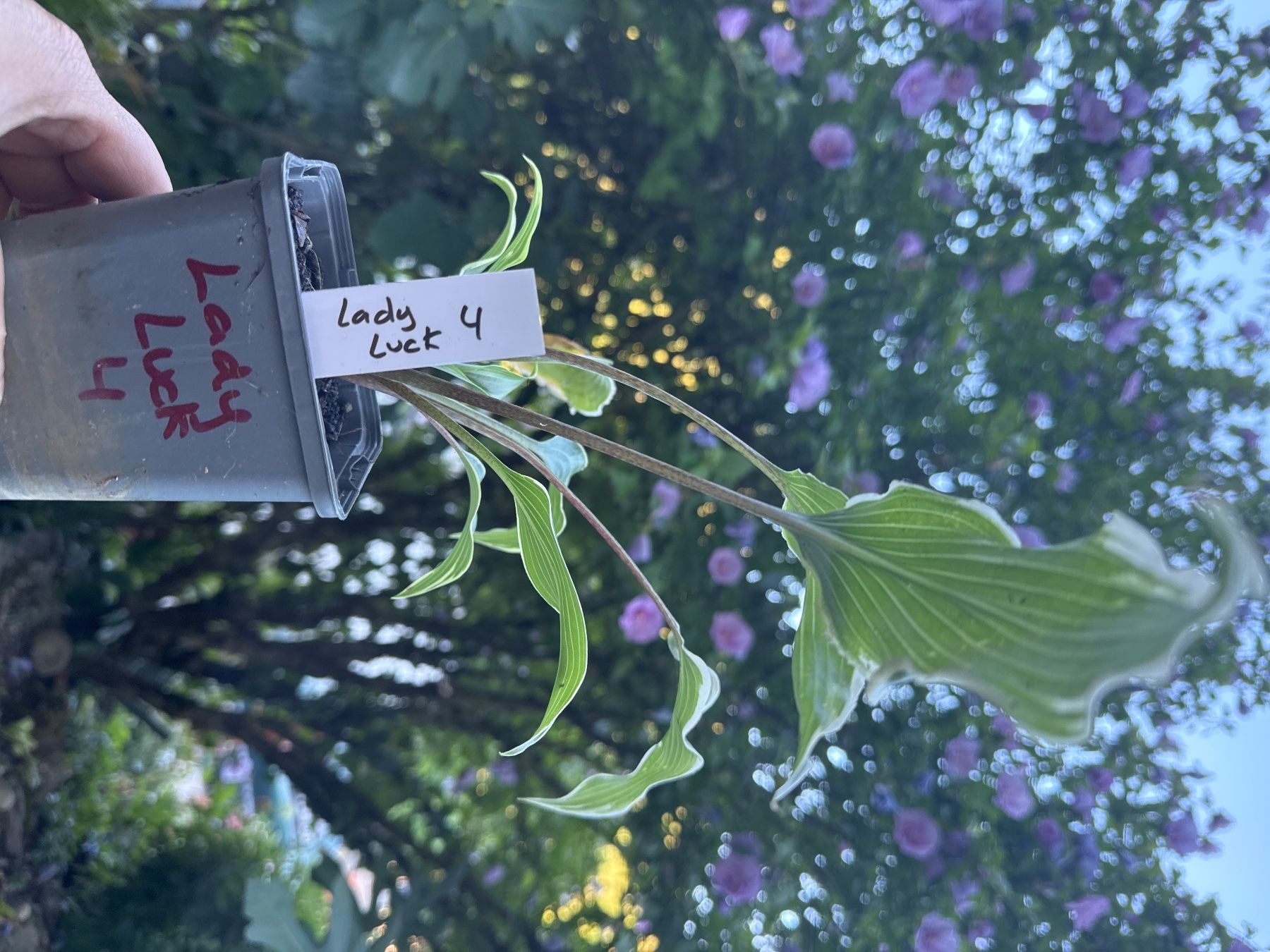 Piante & sementi: Hosta lady luck 4 – Usato da Lajoux JU venduto da Briard0