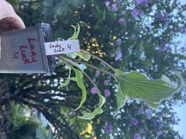 Hosta lady luck 4