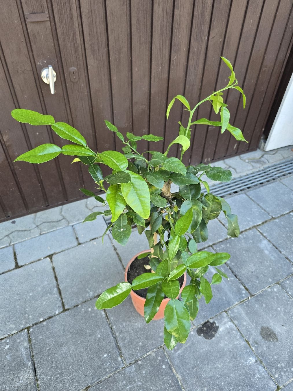 Pflanzen & Samen: Kaffirlimette – Gebraucht aus Aarburg von popkorn65 3