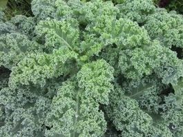 Chou frisé vert  ¨KALE¨  30g