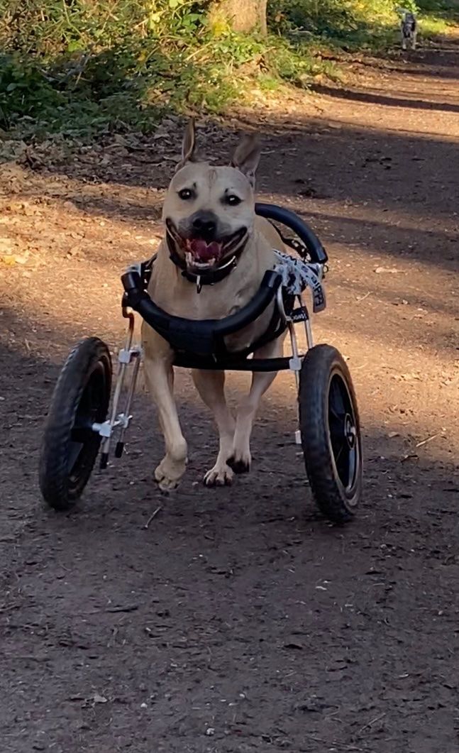 Sedie a rotelle: Hunde Rollstuhl von EDDIE'S WHEELs – Usato da Widen venduto da goofy124 2