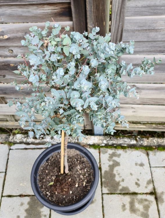 Eukalyptus Stamm Winterhart Kaufen auf Ricardo